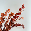 Botte fleurs séchées Eucalyptus Stuartiana Orange