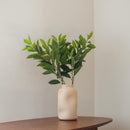 Ruscus artificiale verde