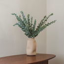 Eucalipto bambino verde