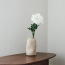 Chrysanthemum bianco