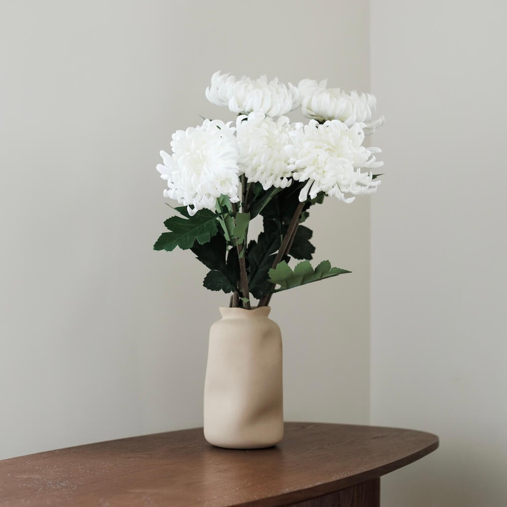 Chrysanthemum bianco