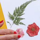 fleurs-pressee-rouge