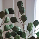 eucalyptus-en-papier-vert