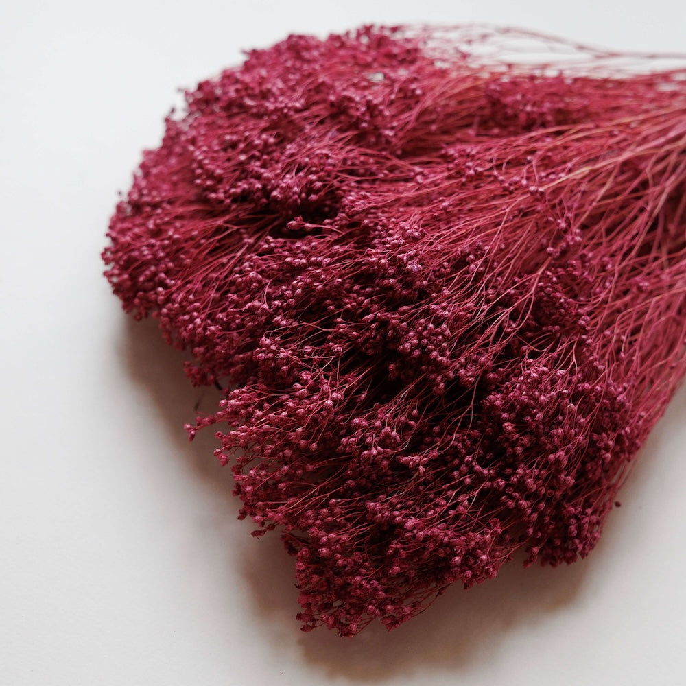 Botte fleurs séchées Broom bloom Violet