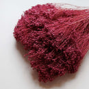 Botte fleurs séchées Broom bloom Violet