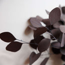 eucalyptus-populus-stabilise