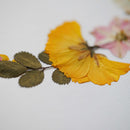 herbier-fleurs-pressees-flowrette