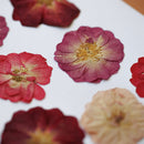 herbier-fait-main-fleurs