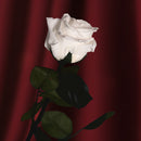 Pink bianco stabilizzato