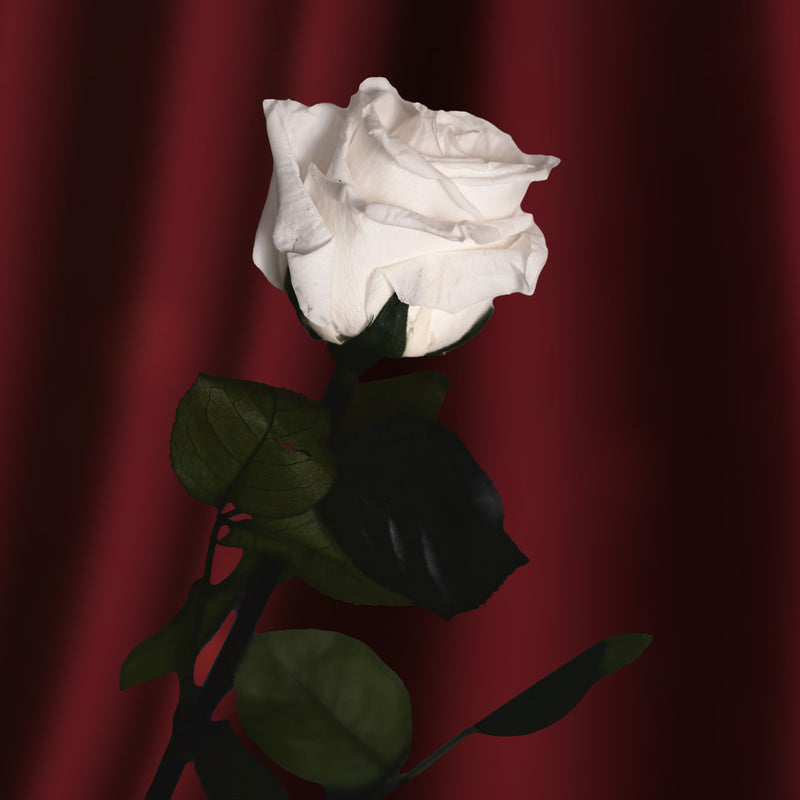 Pink bianco stabilizzato