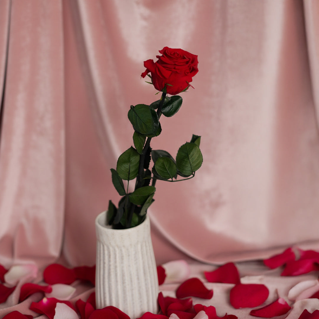 Rosa rossa stabilizzata