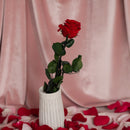 Rosa rossa stabilizzata