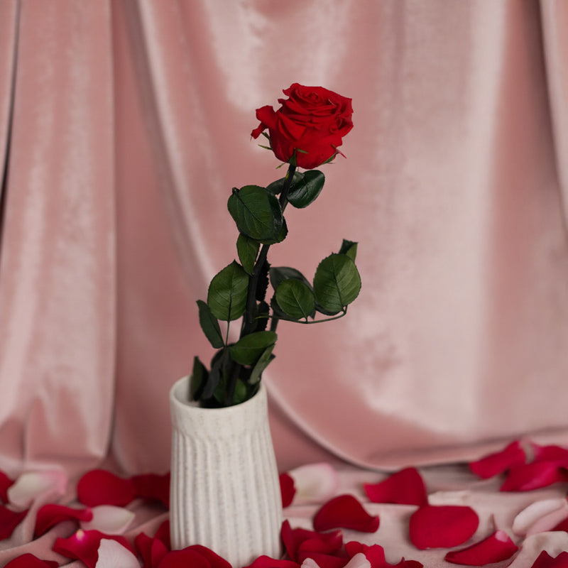 Rosa rossa stabilizzata