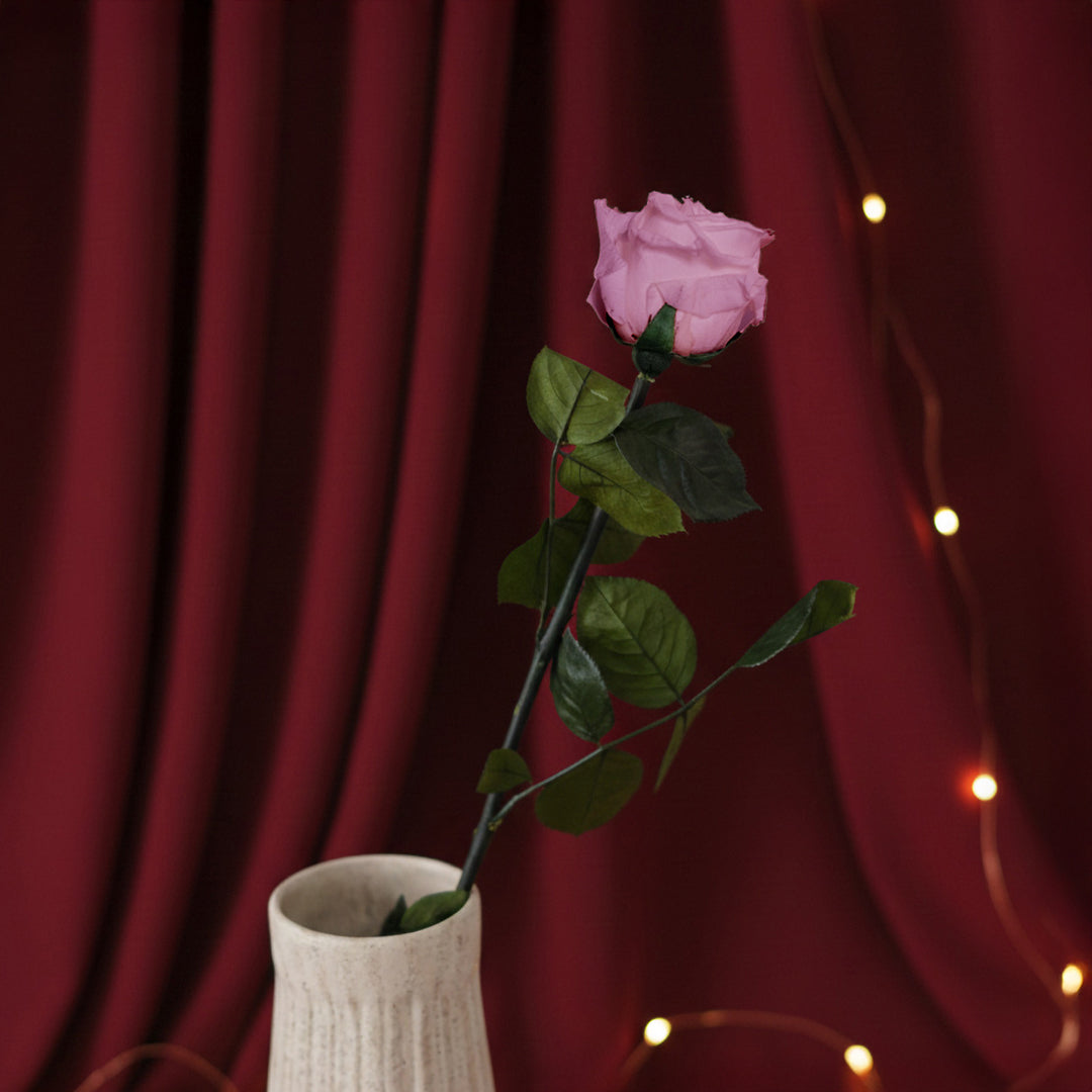 Rosa rosa stabilizzato