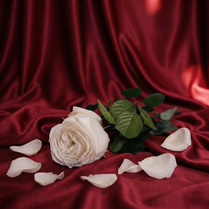 Pink inglese bianco stabilizzato