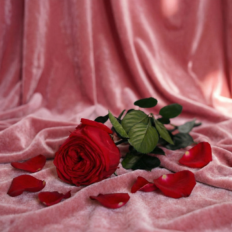 Pink inglese rosso stabilizzato