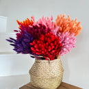 Botte fleurs séchées Lagurus Rouge