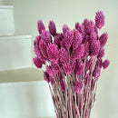 Botte fleurs séchées Phalaris violet