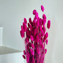 Botte fleurs séchées Phalaris Magenta