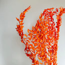 Botte fleurs stabilisées Ruscus Pêche