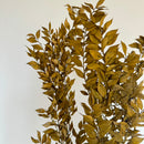 Botte fleurs stabilisées Ruscus Vert olive