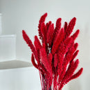 Botte fleurs séchées sétaire rouge