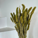 Botte fleurs séchées Sétaire Vert olive