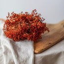 broom-bloom-orange-botte-fleurs-secheesbotte-fleurs-sechees-broom-bloom-orange-flowrette