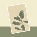 carte-postale-flowrette-ficus-dessin