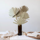 feuilles-palmier-sechees