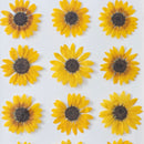 herbier-fleurs-de-tournesol